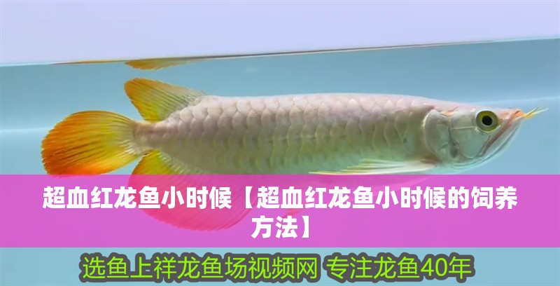 超血紅龍魚小時(shí)候【超血紅龍魚小時(shí)候的飼養(yǎng)方法】