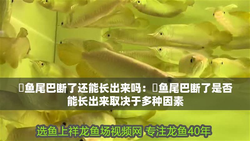 魟魚尾巴斷了還能長出來嗎：魟魚尾巴斷了是否能長出來取決于多種因素
