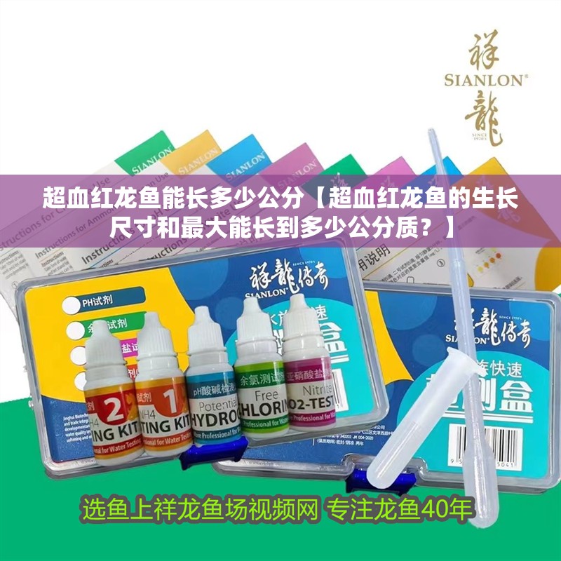 超血紅龍魚能長多少公分【超血紅龍魚的生長尺寸和最大能長到多少公分質(zhì)？】 超血紅龍魚能長多少公分【超血紅龍魚的生長尺寸和最大能長到多少公分質(zhì)？】 水族問答