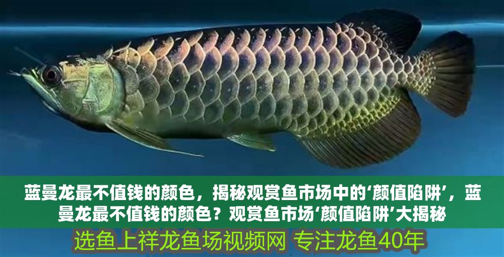 藍曼龍最不值錢的顏色，揭秘觀賞魚市場中的‘顏值陷阱’，藍曼龍最不值錢的顏色？觀賞魚市場‘顏值陷阱’大揭秘