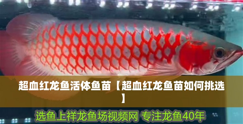 超血紅龍魚活體魚苗【超血紅龍魚苗如何挑選】