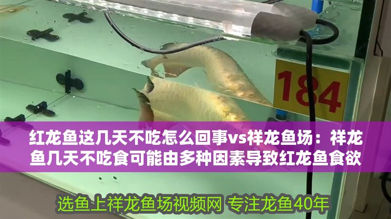 紅龍魚這幾天不吃怎么回事vs祥龍魚場：祥龍魚幾天不吃食可能由多種因素導致紅龍魚食欲減退