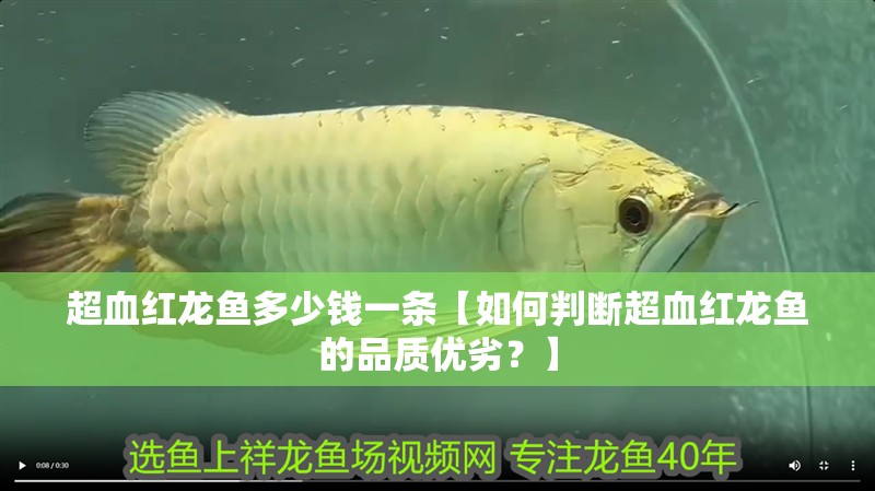 超血紅龍魚多少錢一條【如何判斷超血紅龍魚的品質優劣？】