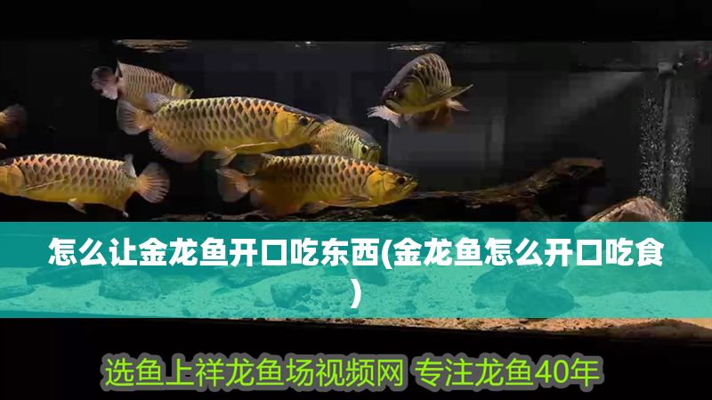 怎么讓金龍魚開口吃東西(金龍魚怎么開口吃食)