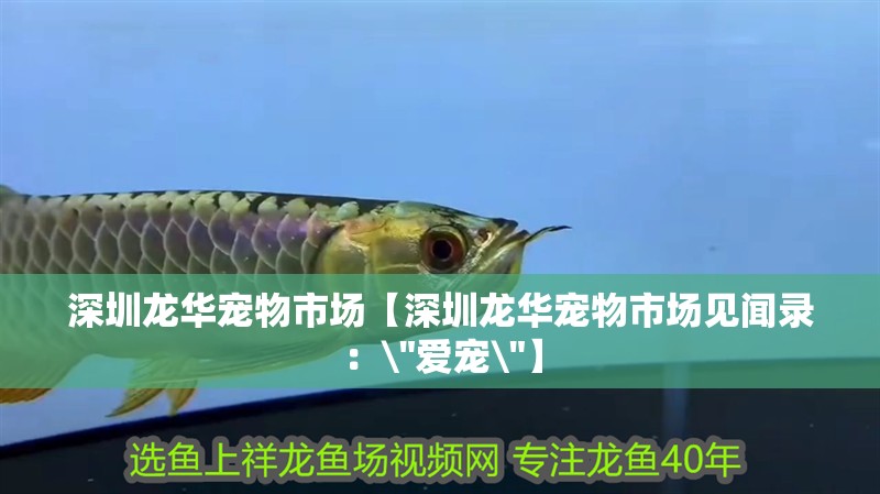 深圳龍華寵物市場【深圳龍華寵物市場見聞錄：\