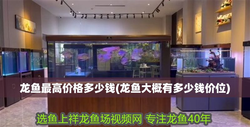 龍魚最高價格多少錢(龍魚大概有多少錢價位)