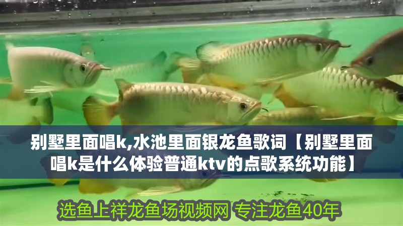 別墅里面唱k,水池里面銀龍魚歌詞【別墅里面唱k是什么體驗普通ktv的點歌系統功能】