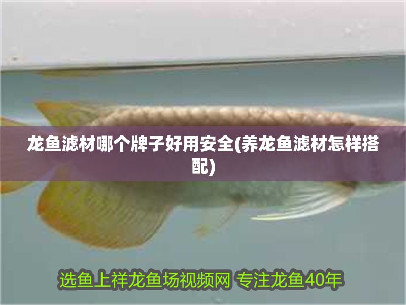 龍魚濾材哪個牌子好用安全(養(yǎng)龍魚濾材怎樣搭配)