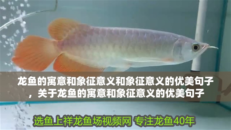 龍魚的寓意和象征意義和象征意義的優美句子，關于龍魚的寓意和象征意義的優美句子