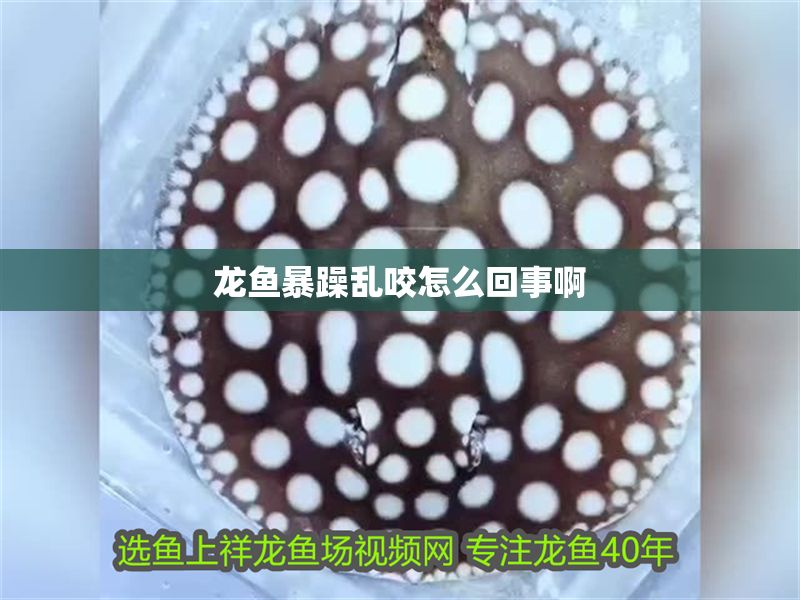 龍魚暴躁亂咬怎么回事啊