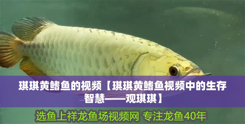 琪琪黃鰭魚的視頻【琪琪黃鰭魚視頻中的生存智慧——觀琪琪】