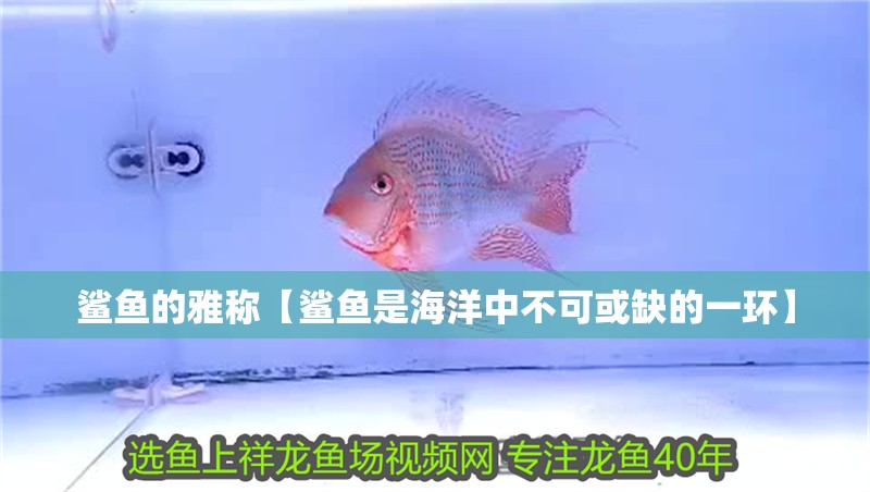 鯊魚的雅稱【鯊魚是海洋中不可或缺的一環】