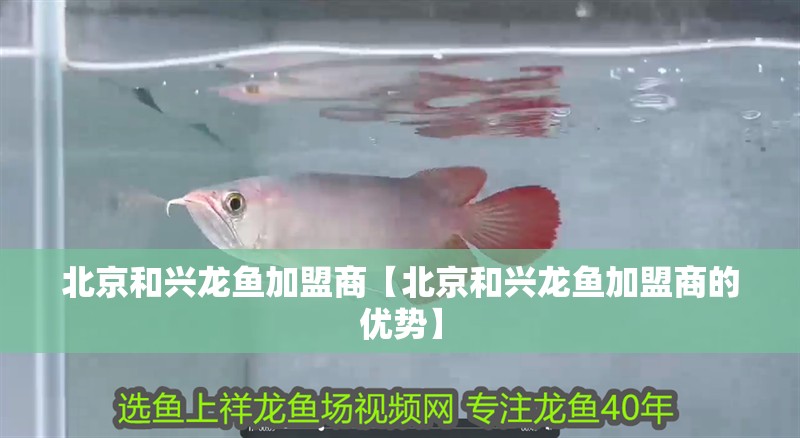 北京和興龍魚加盟商【北京和興龍魚加盟商的優勢】