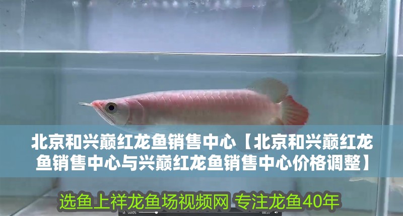 北京和興巔紅龍魚銷售中心【北京和興巔紅龍魚銷售中心與興巔紅龍魚銷售中心價格調整】