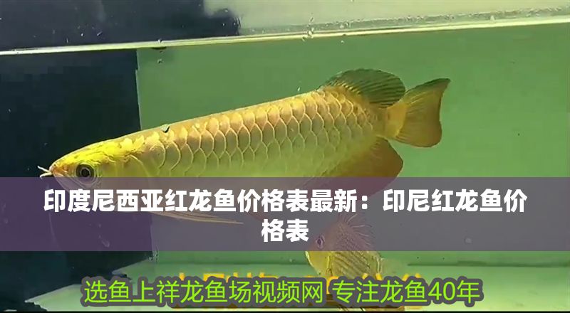 印度尼西亞紅龍魚價格表最新：印尼紅龍魚價格表