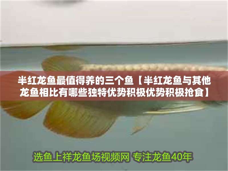 半紅龍魚最值得養(yǎng)的三個魚【半紅龍魚與其他龍魚相比有哪些獨特優(yōu)勢積極優(yōu)勢積極搶食】