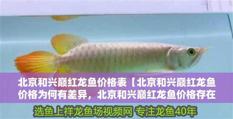 北京和興巔紅龍魚價格表【北京和興巔紅龍魚價格為何有差異，北京和興巔紅龍魚價格存在差異】