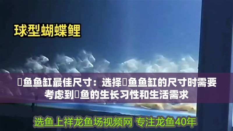 魟魚魚缸最佳尺寸：選擇魟魚魚缸的尺寸時需要考慮到魟魚的生長習性和生活需求