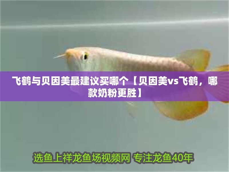 飛鶴與貝因美最建議買哪個【貝因美vs飛鶴，哪款奶粉更勝】