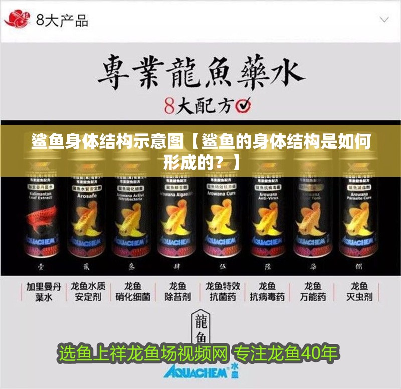 鯊魚身體結構示意圖【鯊魚的身體結構是如何形成的？】