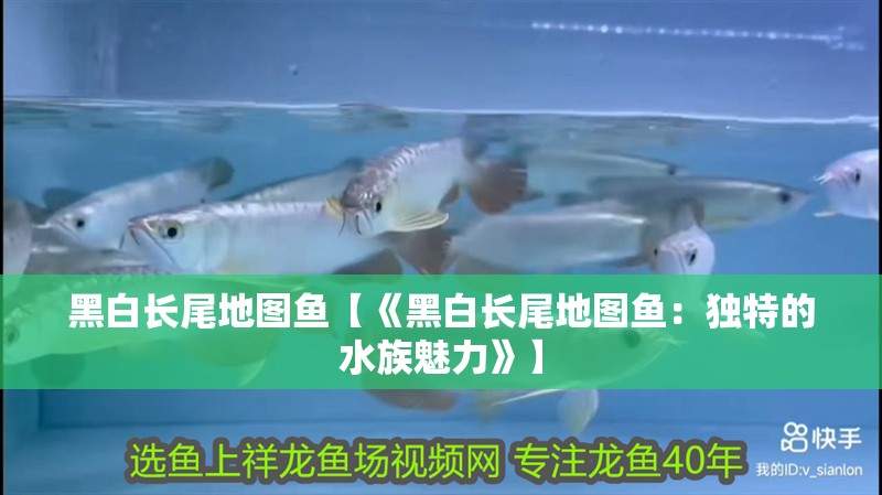 黑白長尾地圖魚【《黑白長尾地圖魚：獨特的水族魅力》】