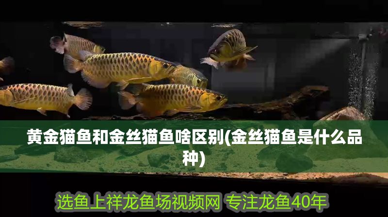 黃金貓魚和金絲貓魚啥區別(金絲貓魚是什么品種)