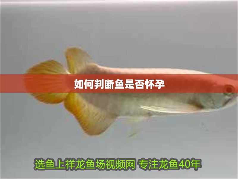 如何判斷魚是否懷孕