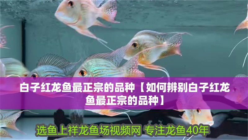 白子紅龍魚最正宗的品種【如何辨別白子紅龍魚最正宗的品種】