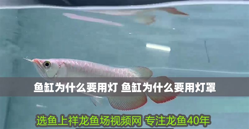 魚缸為什么要用燈 魚缸為什么要用燈罩