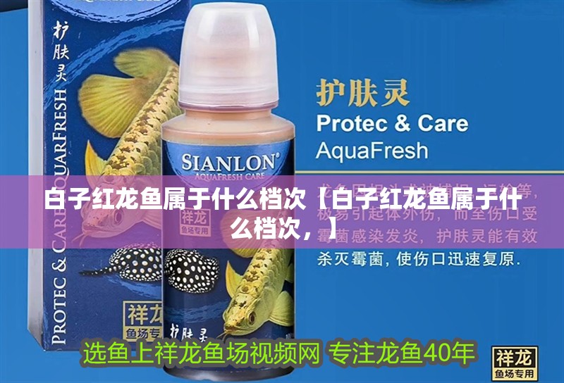 白子紅龍魚屬于什么檔次【白子紅龍魚屬于什么檔次，】