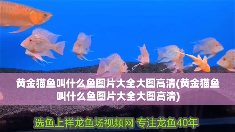 黃金貓魚(yú)叫什么魚(yú)圖片大全大圖高清(黃金貓魚(yú)叫什么魚(yú)圖片大全大圖高清) 黃金貓魚(yú)百科 第1張 黃金貓魚(yú)叫什么魚(yú)圖片大全大圖高清(黃金貓魚(yú)叫什么魚(yú)圖片大全大圖高清) 黃金貓魚(yú)叫什么魚(yú)圖片大全大圖高清(黃金貓魚(yú)叫什么魚(yú)圖片大全大圖高清) 黃金貓魚(yú)百科 第1張