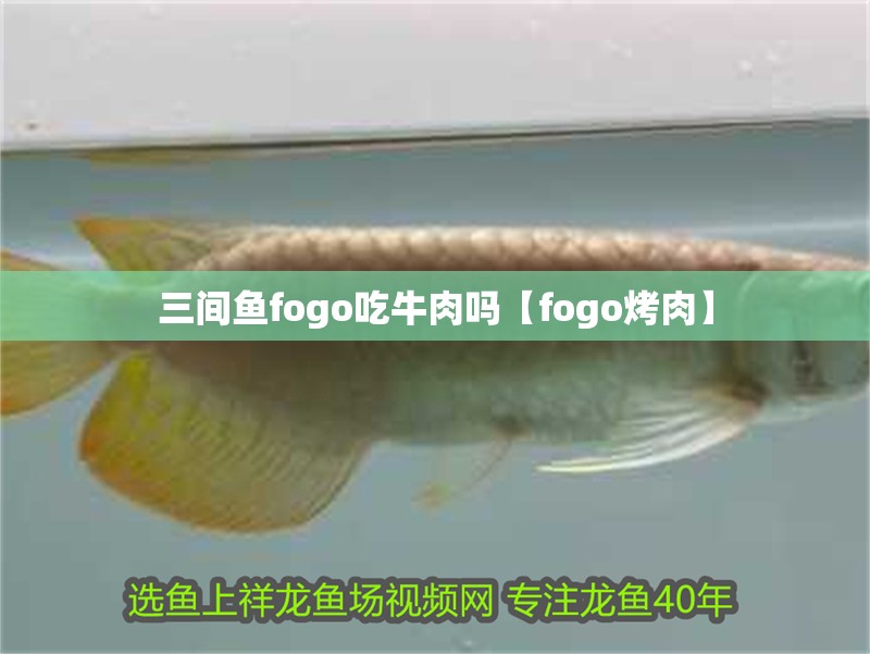 三間魚fogo吃牛肉嗎【fogo烤肉】
