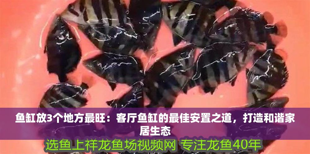 魚缸放3個地方最旺：客廳魚缸的最佳安置之道，打造和諧家居生態(tài)
