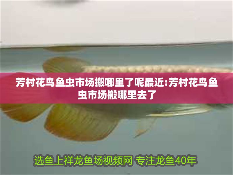 芳村花鳥魚蟲市場搬哪里了呢最近:芳村花鳥魚蟲市場搬哪里去了