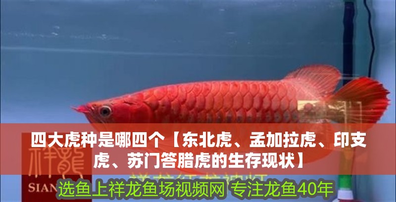 四大虎種是哪四個(gè)【東北虎、孟加拉虎、印支虎、蘇門(mén)答臘虎的生存現(xiàn)狀】