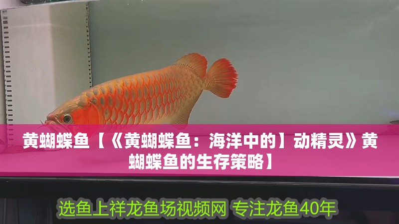 黃蝴蝶魚【《黃蝴蝶魚：海洋中的】動精靈》黃蝴蝶魚的生存策略】