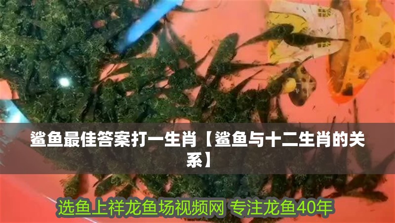 鯊魚(yú)最佳答案打一生肖【鯊魚(yú)與十二生肖的關(guān)系】 鯊魚(yú)最佳答案打一生肖【鯊魚(yú)與十二生肖的關(guān)系】 龍魚(yú)論壇