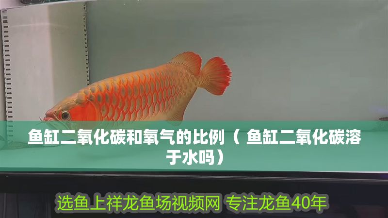 魚缸二氧化碳和氧氣的比例（ 魚缸二氧化碳溶于水嗎）