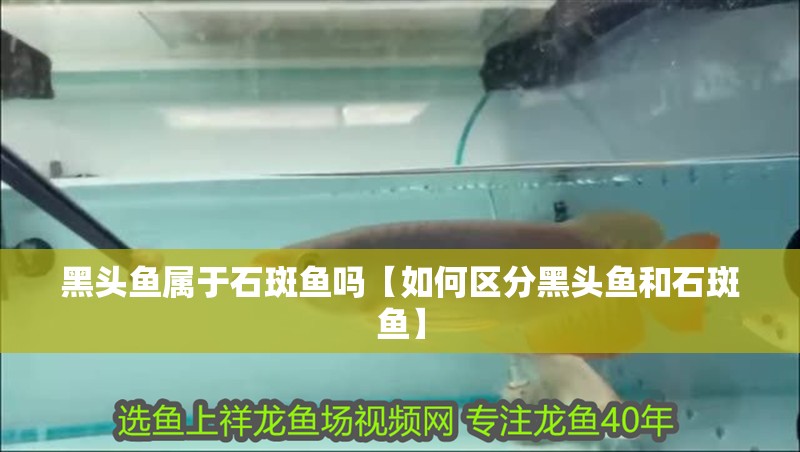 黑頭魚屬于石斑魚嗎【如何區分黑頭魚和石斑魚】