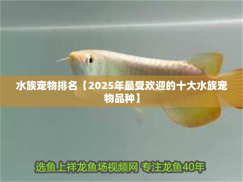 水族寵物排名【2025年最受歡迎的十大水族寵物品種】