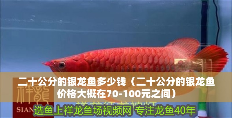 二十公分的銀龍魚多少錢（二十公分的銀龍魚價格大概在70-100元之間）