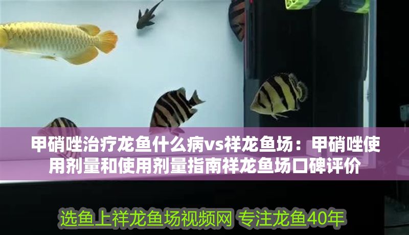 甲硝唑治療龍魚什么病vs祥龍魚場：甲硝唑使用劑量和使用劑量指南祥龍魚場口碑評價