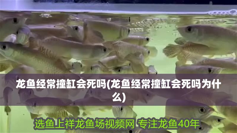 龍魚經(jīng)常撞缸會死嗎(龍魚經(jīng)常撞缸會死嗎為什么)