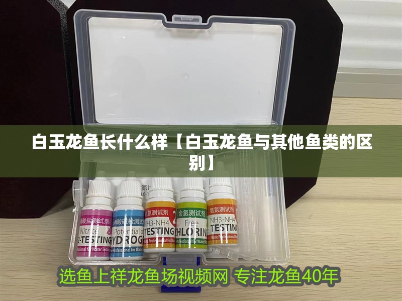 白玉龍魚長什么樣【白玉龍魚與其他魚類的區(qū)別】