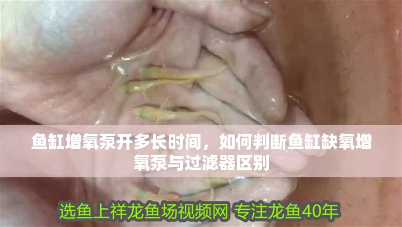 魚缸增氧泵開多長時間，如何判斷魚缸缺氧增氧泵與過濾器區別