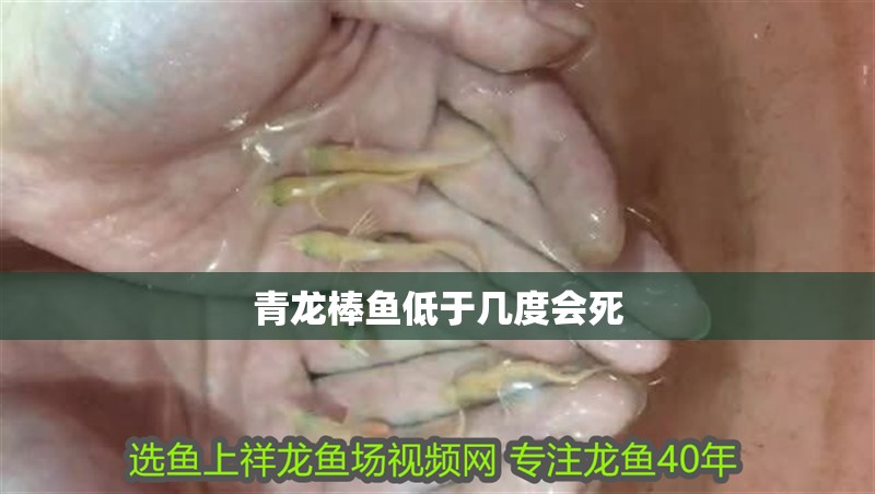 青龍棒魚低于幾度會死