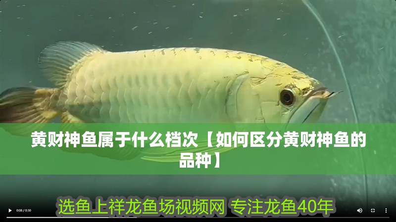 黃財神魚屬于什么檔次【如何區分黃財神魚的品種】