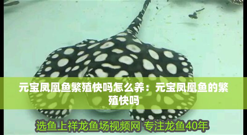 元寶鳳凰魚繁殖快嗎怎么養：元寶鳳凰魚的繁殖快嗎