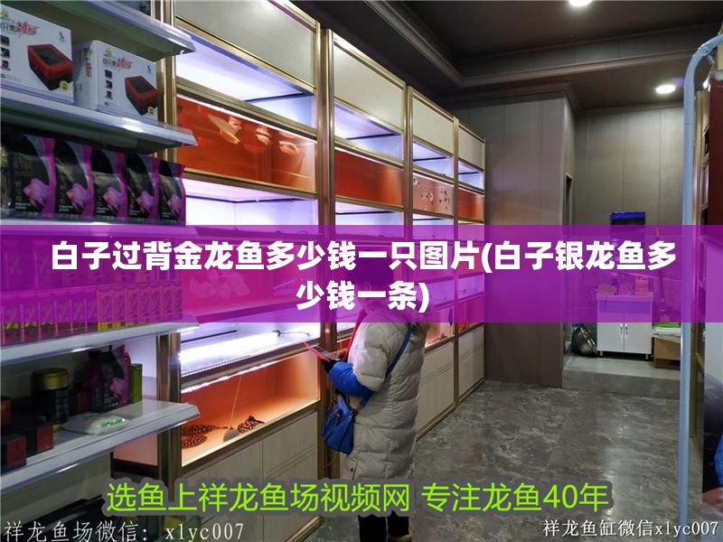 白子過背金龍魚多少錢一只圖片(白子銀龍魚多少錢一條) 白子過背金龍魚多少錢一只圖片(白子銀龍魚多少錢一條) 金龍魚百科 第1張
