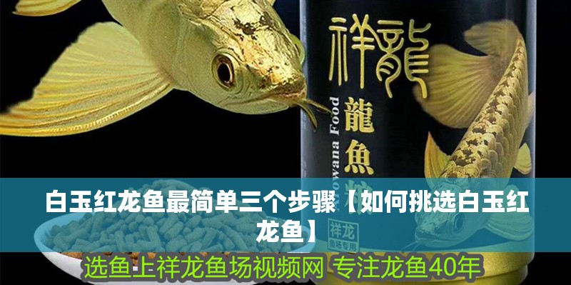 白玉紅龍魚最簡單三個步驟【如何挑選白玉紅龍魚】